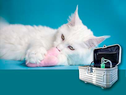 Waldluftgenerator beugt vor, Waldbaden, Atmen, Anti-Aging, Vitalität, Regeneration, Spirovitalisierung