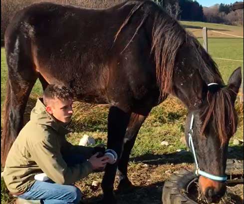 Tierheilpraktiker erzeugt bessere Zellatmung und Detox mittels Spirovitalisierung bzw. SingulettSauerstoff-Energie beim Pferd Tierheilpraktiker erzeugt bessere Zellatmung und Detox mittels Spirovitalisierung bzw. SingulettSauerstoff-Energie beim Pferd